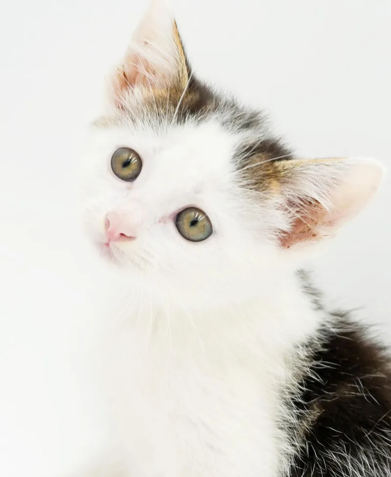 Paisley is so pretty thumbnail 3