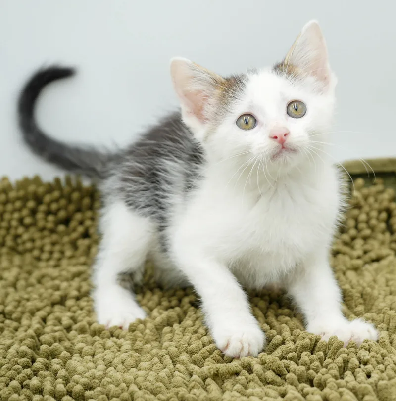 Paisley is so pretty thumbnail 5