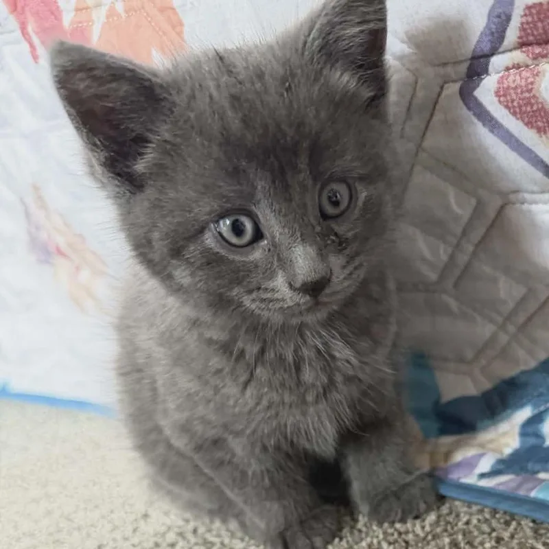 A baby small-sized male Gray / Blue / Silver Domestic Short Hair cat named Slate for adoption in Greenville, PA