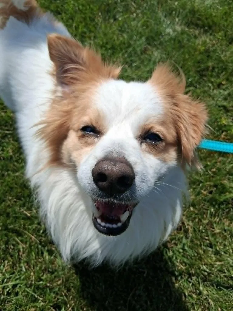 An adult medium-sized male Mixed Breed dog named Chance for adoption in Fremont, OH