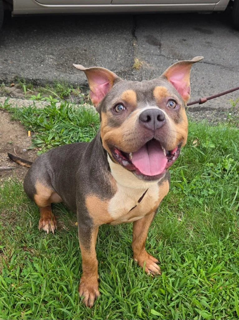 A young medium-sized female American Bully dog named Faith for adoption in Trenton, NJ
