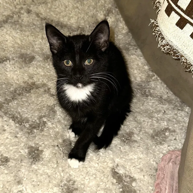 A baby small-sized male Black & White / Tuxedo Domestic Short Hair cat named Spamalot for adoption in Richmond, VA