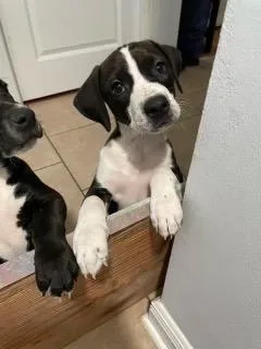 An adult small-sized female Hound dog named Pearl for adoption in New Orleans, LA