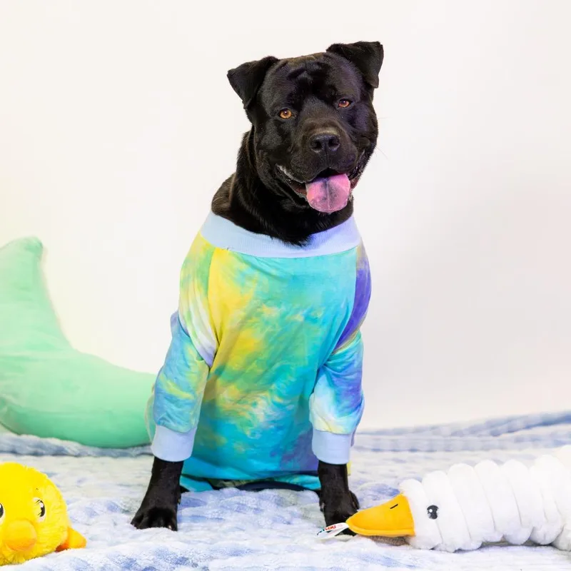 An adult medium-sized male Black Mixed Breed dog named Toby for adoption in Newark, DE