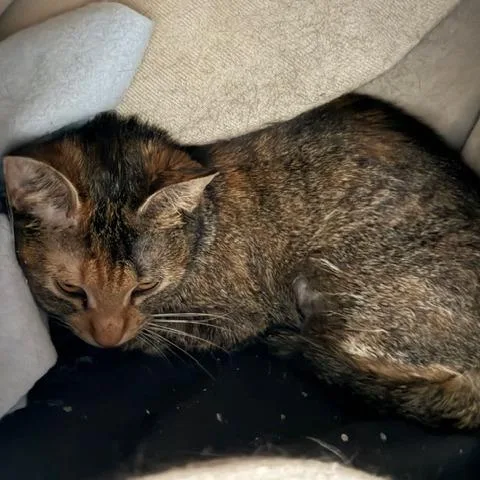 A young medium-sized female Domestic Short Hair cat named Lacy for adoption in Cumming, GA