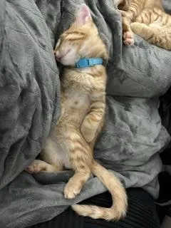A baby medium-sized male Orange / Red Tabby cat named Cortez for adoption in Lombard, IL