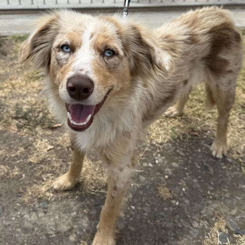 An adult medium-sized female Australian Shepherd dog named Scout for adoption in Oakdale, CA