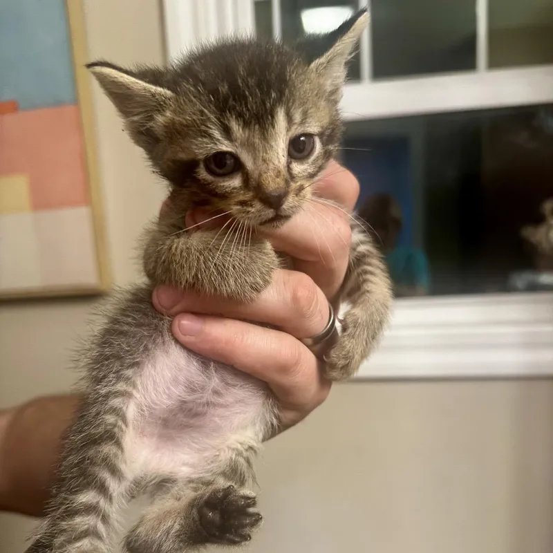 A baby small-sized female Buff / Tan / Fawn Domestic Short Hair cat named Pepper for adoption in Wichita, KS
