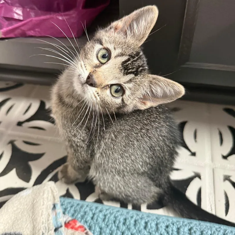 Pepper thumbnail 2