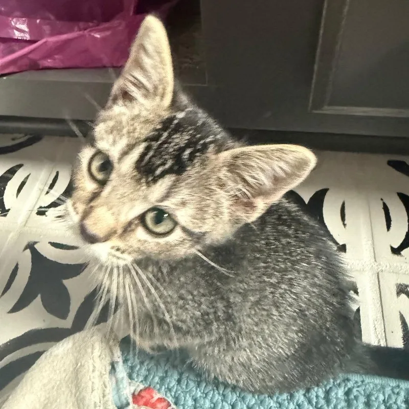 Pepper thumbnail 3