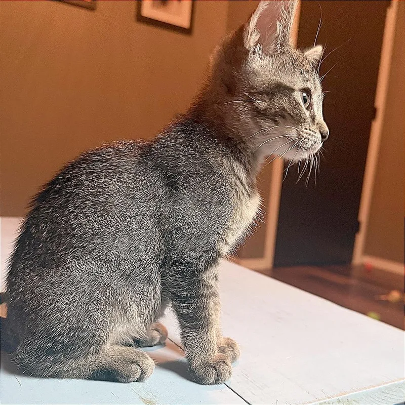 Pepper thumbnail 4