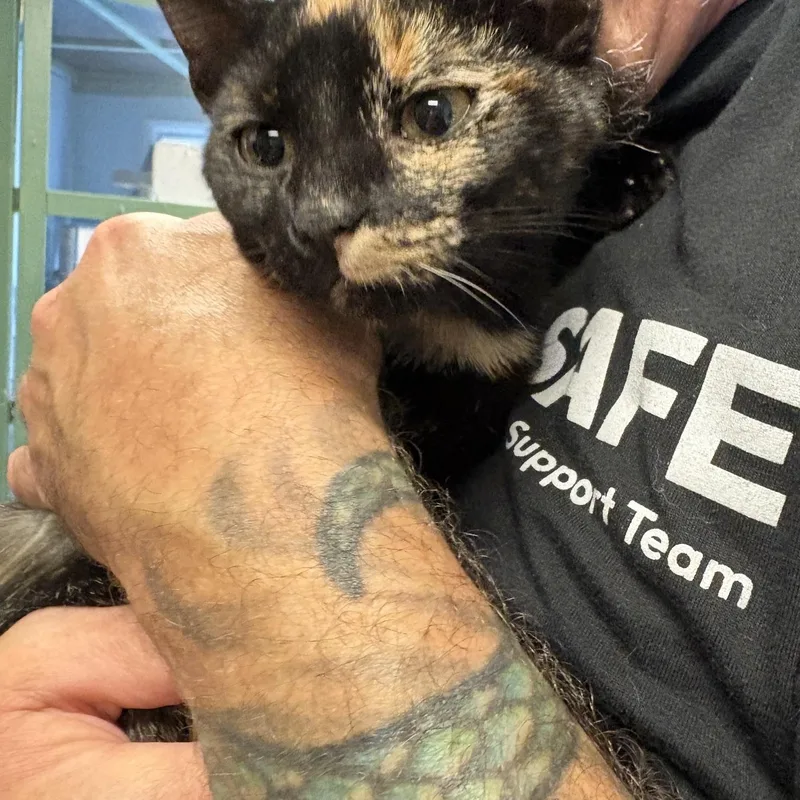 A baby medium-sized female Tortoiseshell cat named Penelope for adoption in Oberlin, OH