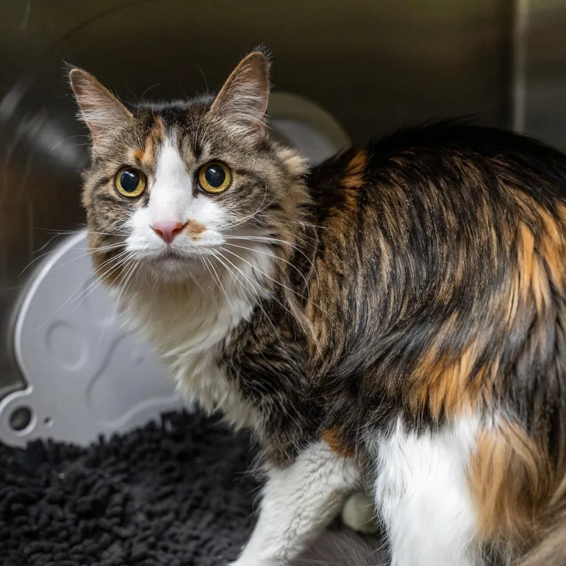 A senior medium-sized female Torbie Domestic Long Hair cat named Nala for adoption in Gainesville, GA