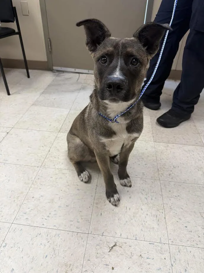 A young medium-sized male Bicolor Dutch Shepherd dog named Romeo for adoption in Oakdale, CA