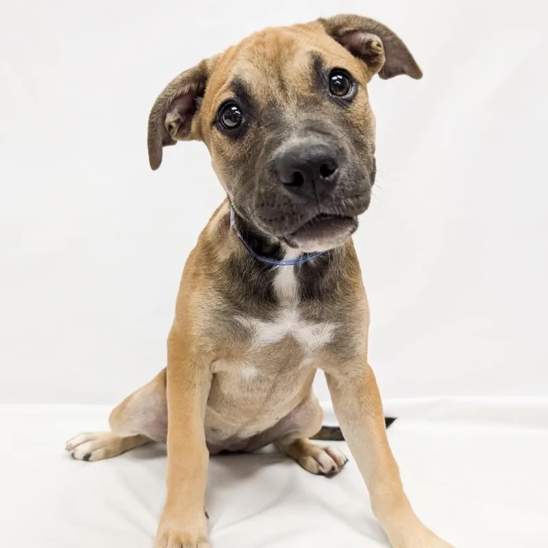 A baby small-sized female Pit Bull Terrier dog named Adele for adoption in Parker, CO