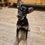 A baby medium-sized male Mixed Breed dog named Zim for adoption in Woodstock, IL