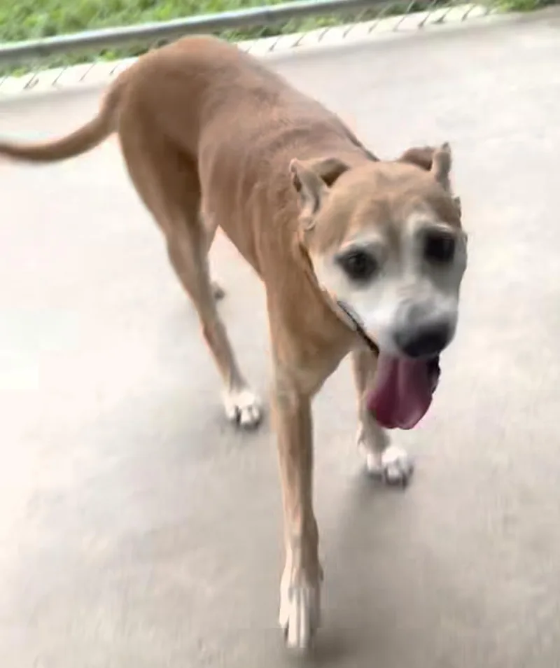 A senior medium-sized female Golden Labrador Retriever dog named Dolly for adoption in Fort Payne, AL