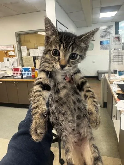 A baby small-sized male Domestic Short Hair cat named Ash for adoption in Van Nuys, CA
