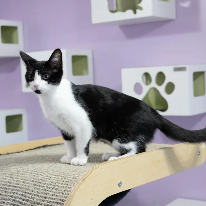 A baby small-sized female Domestic Short Hair cat named Siobhan for adoption in McKean, PA
