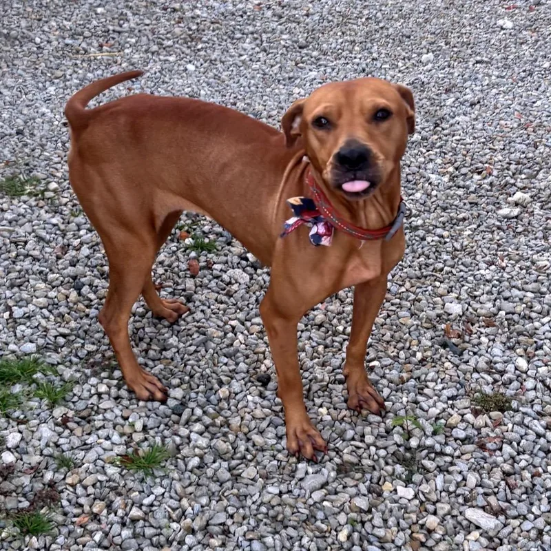 A young medium-sized female Yellow / Tan / Blond / Fawn Pit Bull Terrier dog named Biscuit for adoption in Farmersville, OH