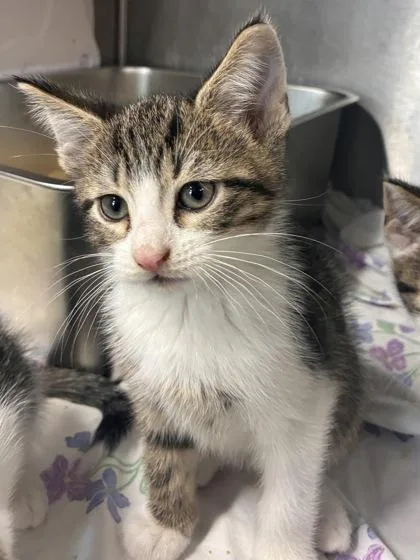 A baby small-sized male Domestic Short Hair cat named Kamari for adoption in West Chester, PA