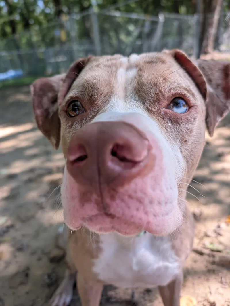 An adult large-sized male Pit Bull Terrier dog named Sox for adoption in Reisterstown, MD