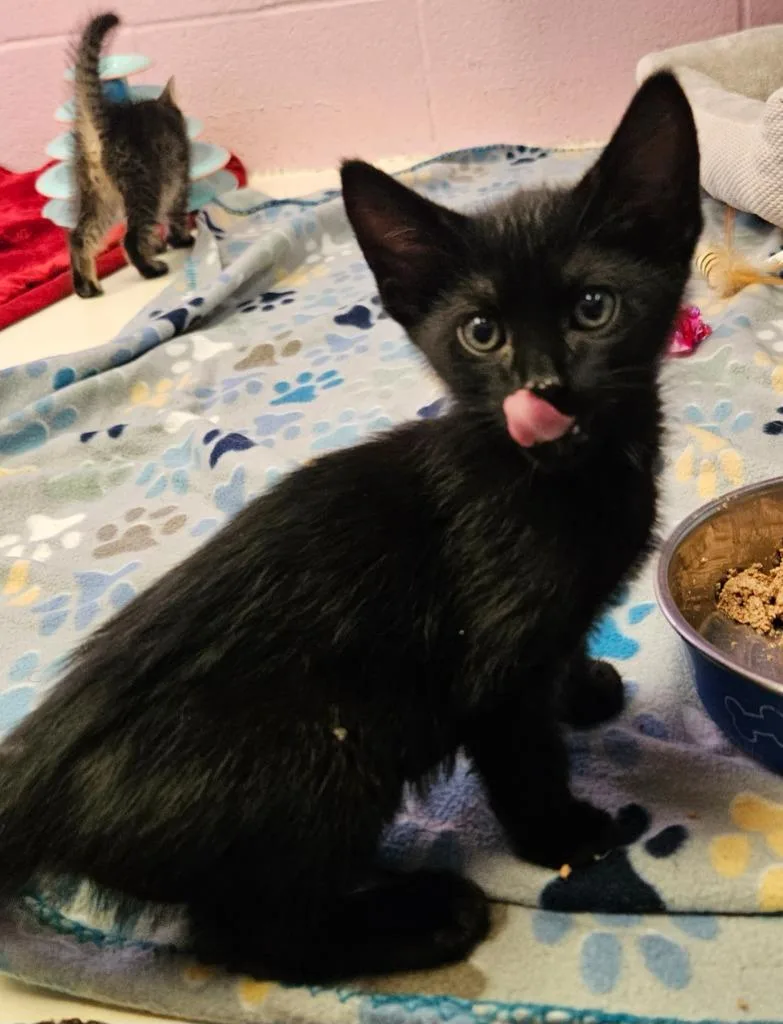 A baby small-sized male Domestic Short Hair cat named Shale for adoption in Sherwood, AR