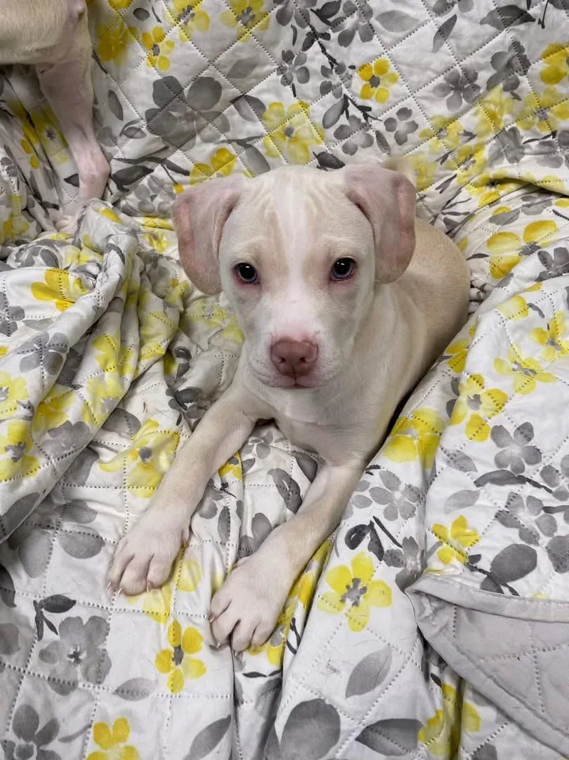 A baby medium-sized female Yellow / Tan / Blond / Fawn Pit Bull Terrier dog named Eleanor Rigby for adoption in Seneca, PA
