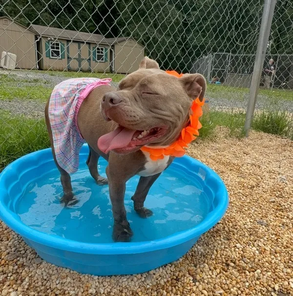 An adult medium-sized female Pit Bull Terrier dog named Mia for adoption in Tinton Falls, NJ