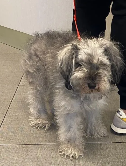 An adult medium-sized female Schnauzer dog named Unknown for adoption in Rancho Cucamonga, CA