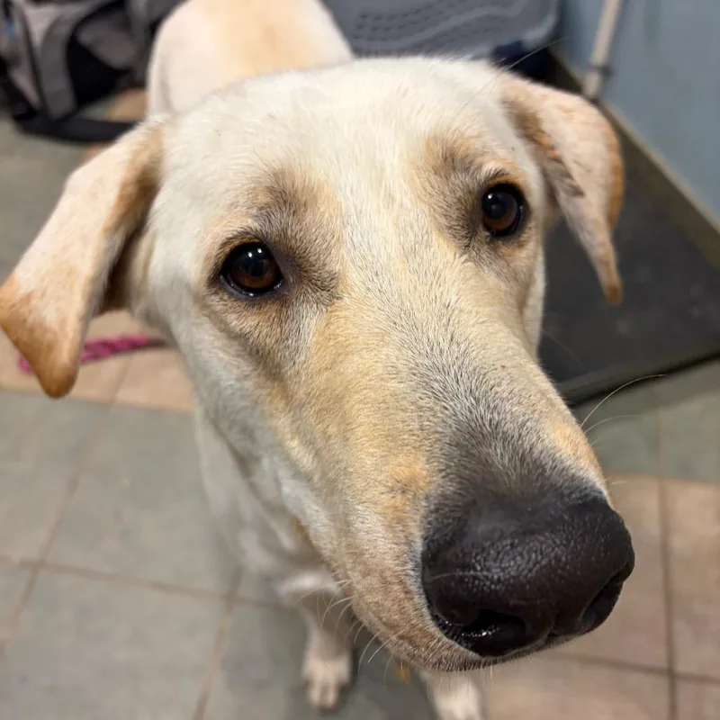 An adult large-sized male White / Cream Mixed Breed dog named Bronco for adoption in Chattanooga, TN