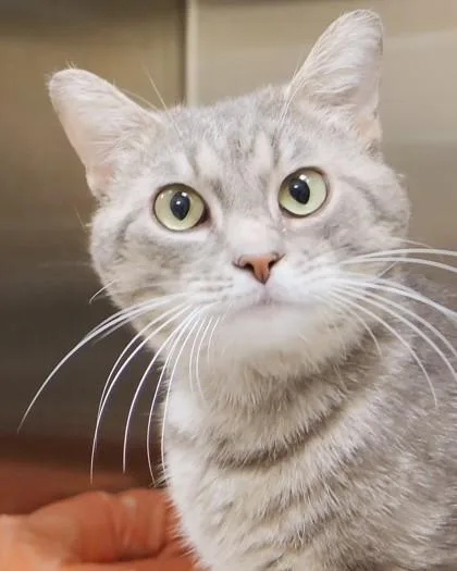 An adult medium-sized male Domestic Short Hair cat named Buddy Romy for adoption in Fishers, IN