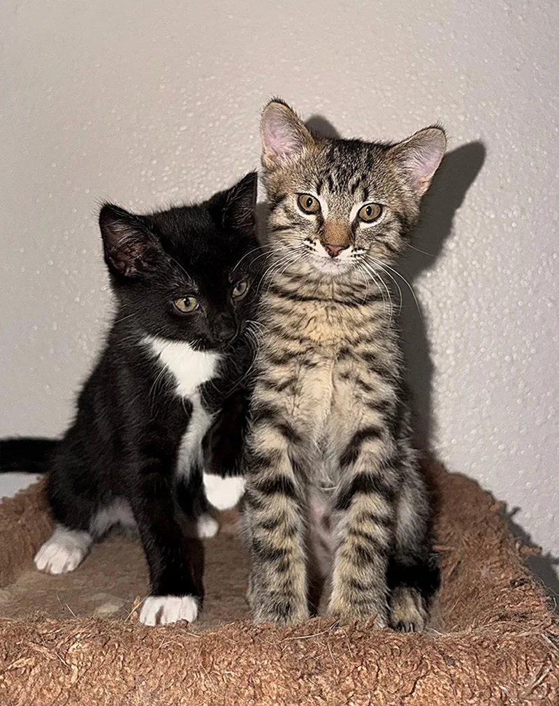 A baby medium-sized male Black & White / Tuxedo Tuxedo cat named Fern B for adoption in San Jose, CA