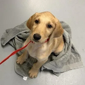 A baby small-sized male Golden Mixed Breed dog named Robin Hood for adoption in Asheville, NC