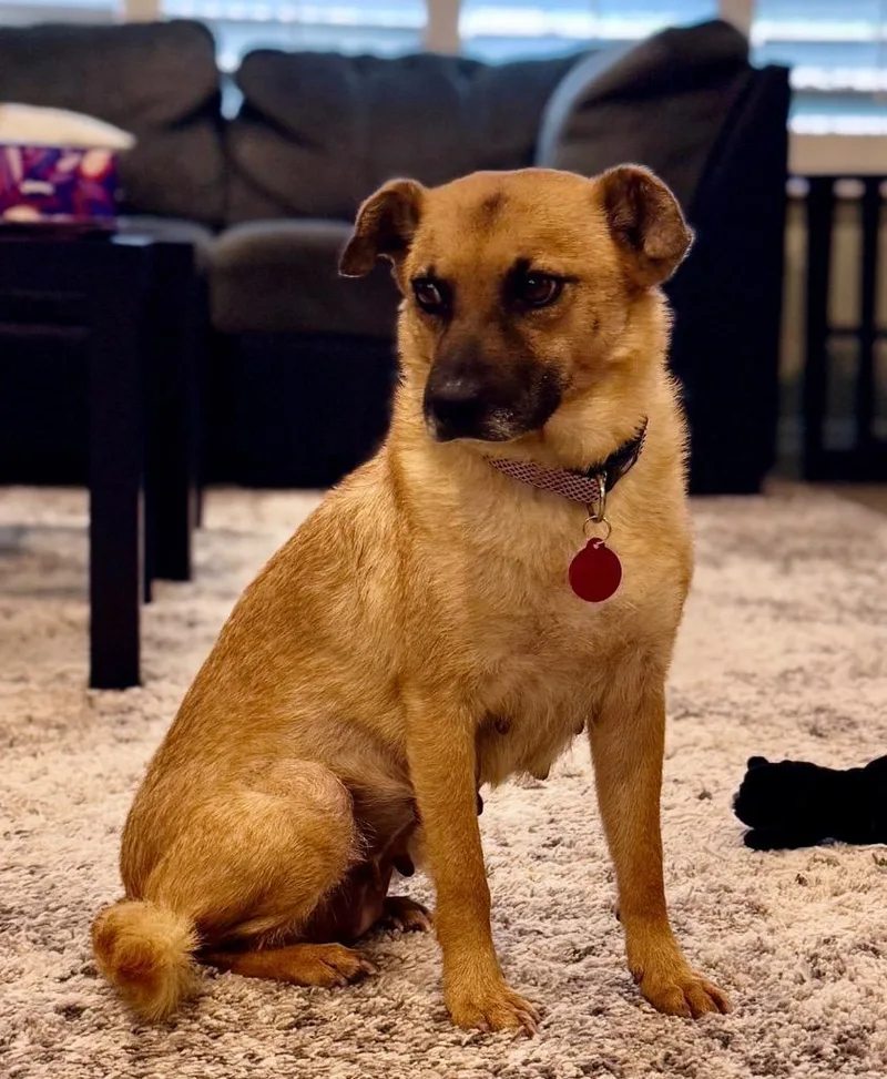 An adult small-sized female Black Mouth Cur dog named Felicity for adoption in Gilbert, AZ