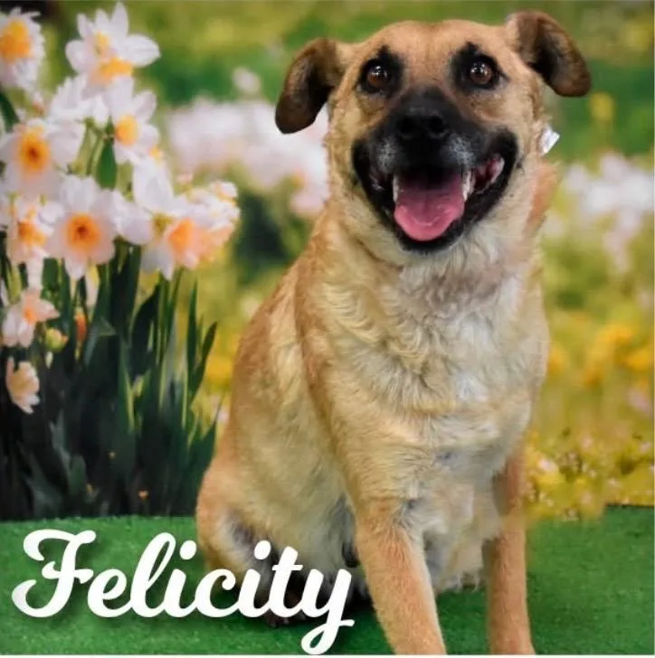 Felicity thumbnail 5
