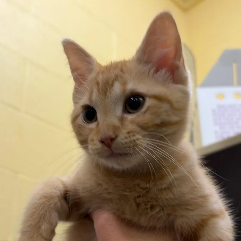 A baby small-sized female Orange / Red Domestic Short Hair cat named Hang Glider for adoption in Dover, NH