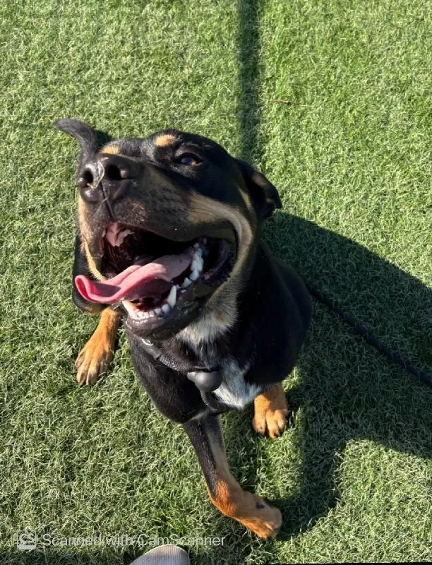 An adult large-sized male Rottweiler dog named Charlie for adoption in Aurora, IL