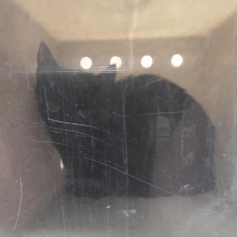An adult medium-sized female Black Domestic Short Hair cat named Terry for adoption in Tacoma, WA