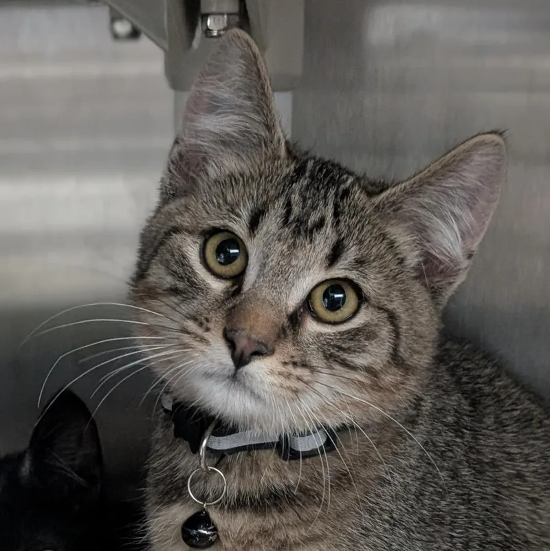 A baby medium-sized male Domestic Short Hair cat named This for adoption in Shoreline, WA