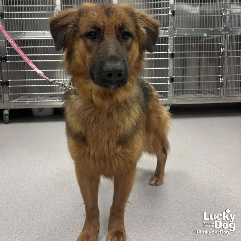 A young large-sized male Shepherd dog named Wall Eye for adoption in Washington, DC