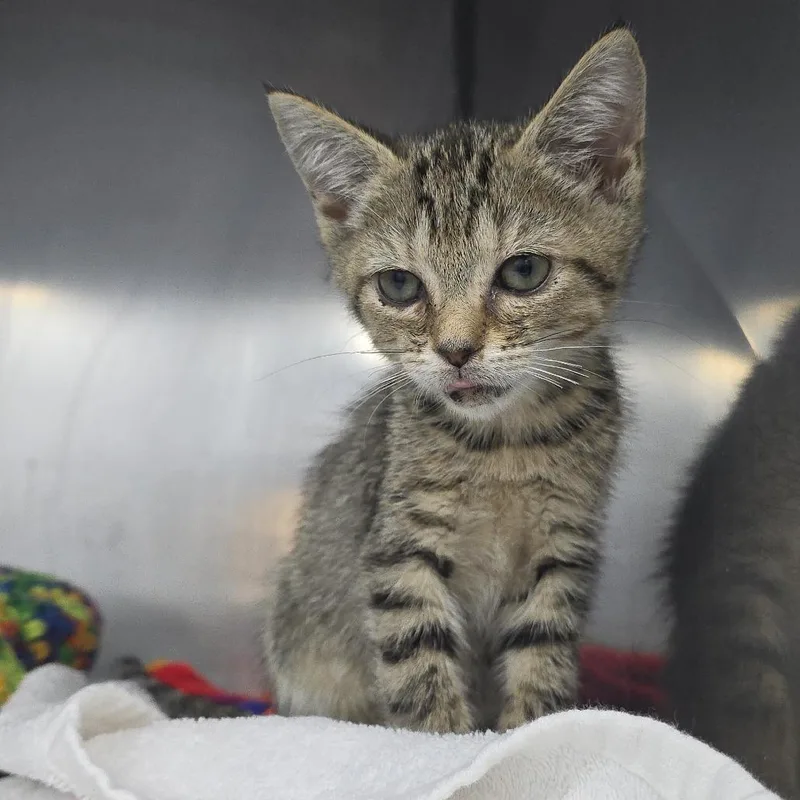 A baby small-sized female Black Domestic Short Hair cat named Strawberry Jam for adoption in Yanceyville, NC
