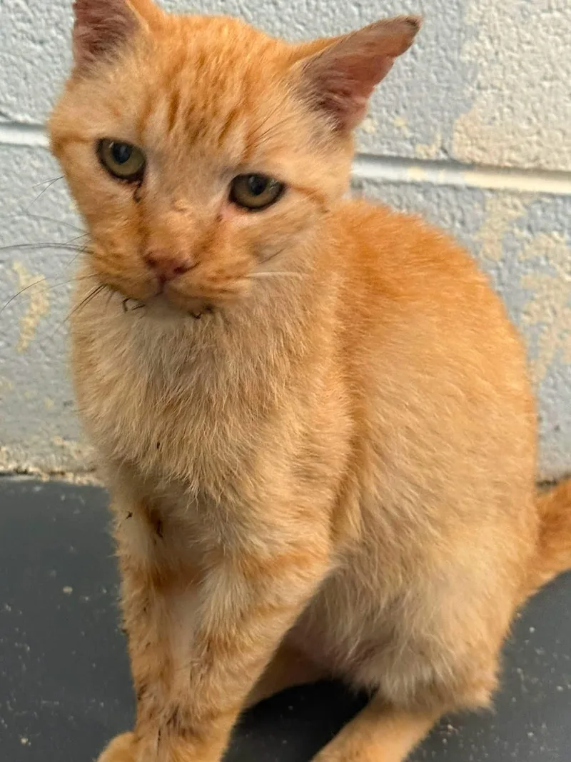 A senior medium-sized male Orange / Red Domestic Short Hair cat named Toby for adoption in Bryson City, NC