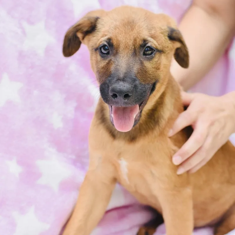 A baby medium-sized male Golden Shepherd dog named Julian for adoption in Conroe, TX