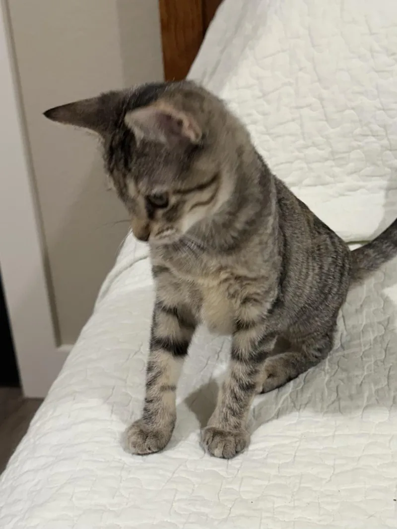 A baby small-sized female Tabby (Brown / Chocolate) Domestic Short Hair cat named Frannie North Conroe for adoption in Spring, TX