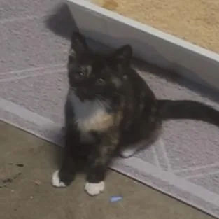 A baby small-sized female Domestic Short Hair cat named Ace for adoption in Redwood City, CA
