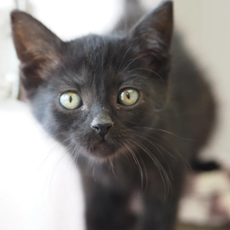 A baby medium-sized female Black Domestic Short Hair cat named Cheese Puff for adoption in Buena Vista, CO