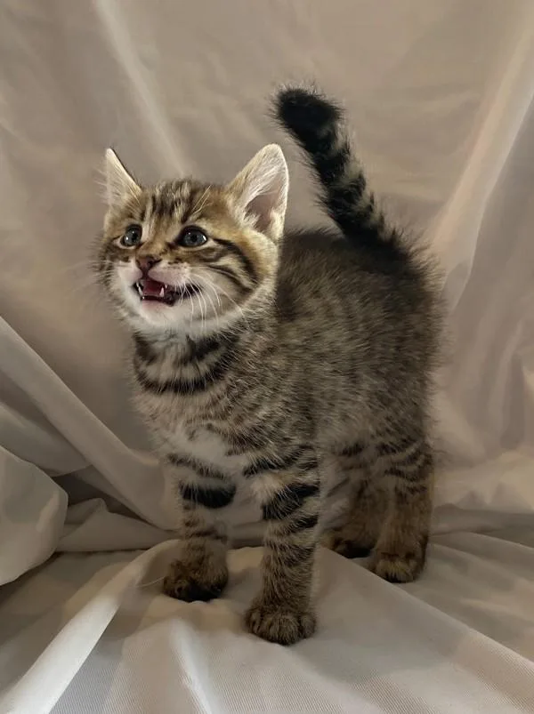 A baby small-sized male Domestic Short Hair cat named Thistle for adoption in Salt Lake City, UT