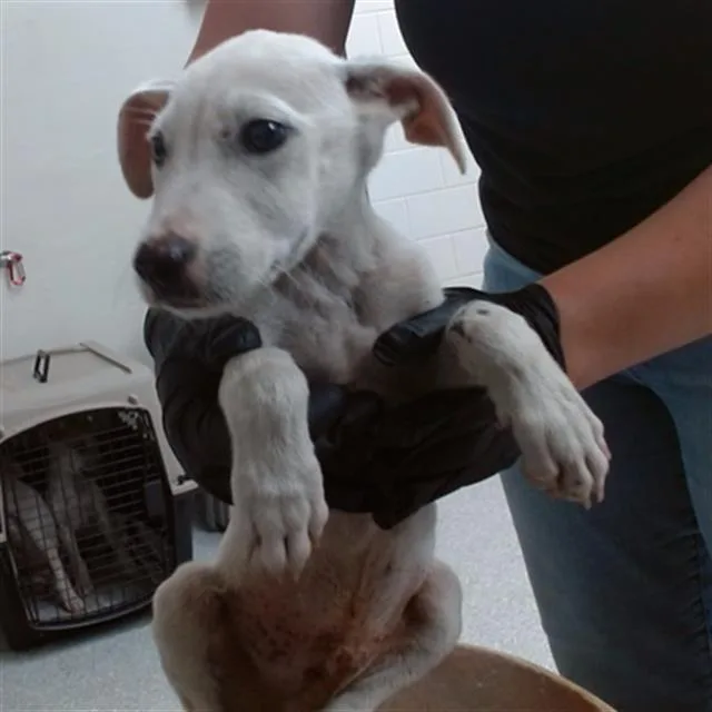 A baby small-sized male German Shepherd Dog dog named A for adoption in Pasadena, TX