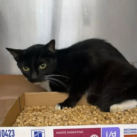 A baby small-sized female Black Domestic Short Hair cat named Calypso for adoption in Bastrop, TX